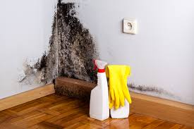 Why You Should Choose Our Mold Remediation Services in Hendersonville, TN